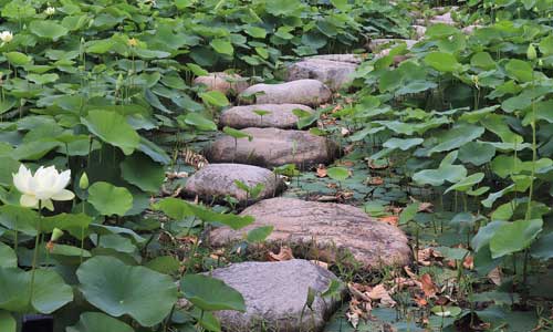 stone path on lily pads